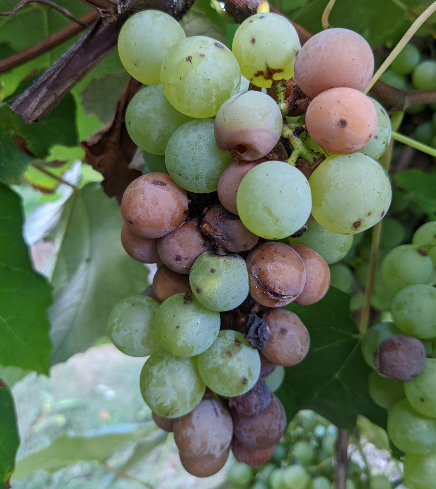 Sour rot symptoms on grape fruit.